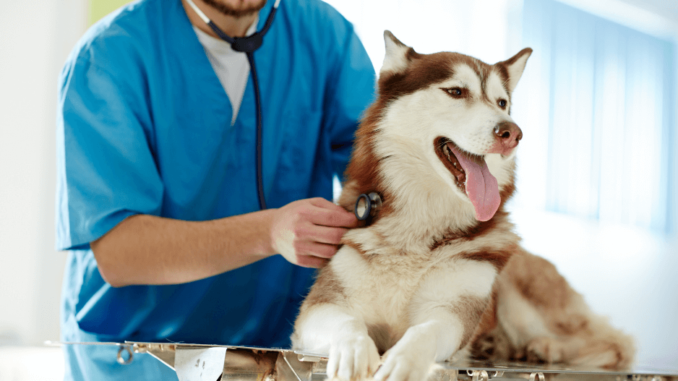 fur friend cares