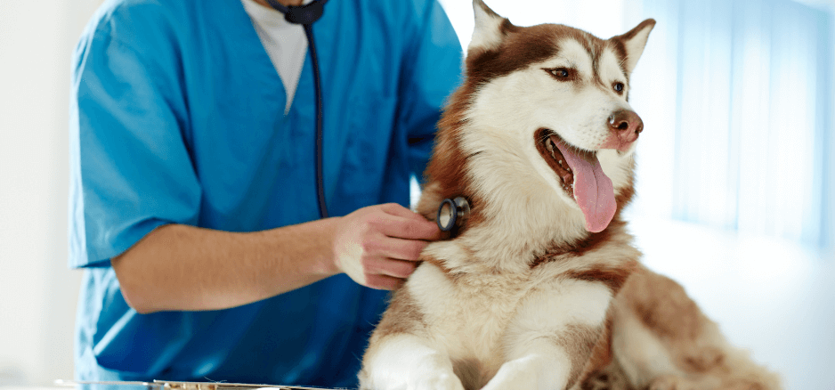 fur friend cares